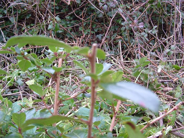 3 Planting Trees (17)